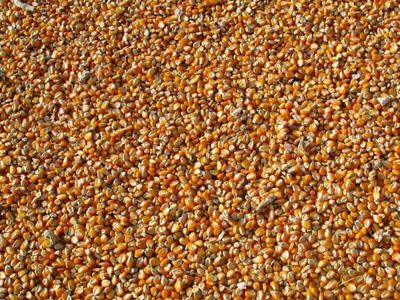 Corn Posts Gains on Thursday